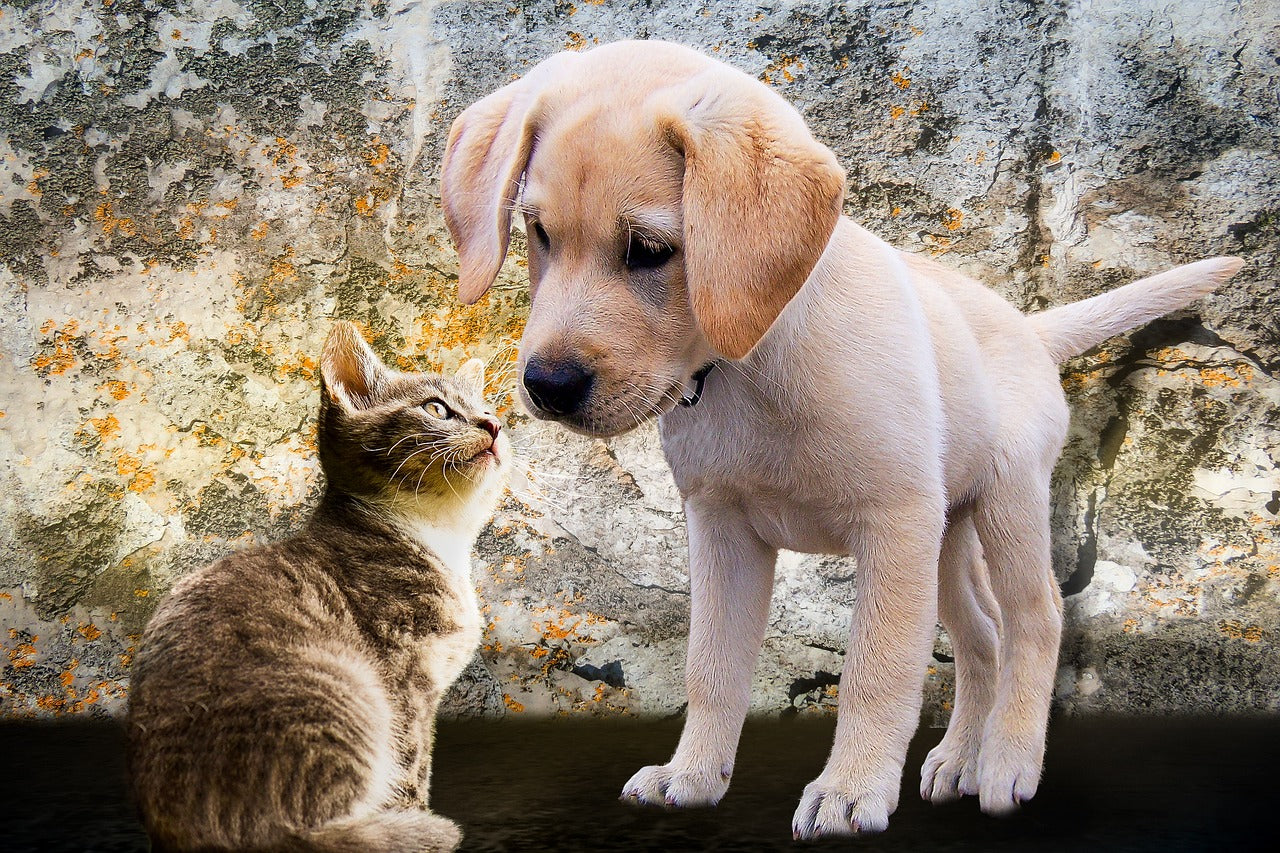 3D-Printed Pet Love, dog & cat